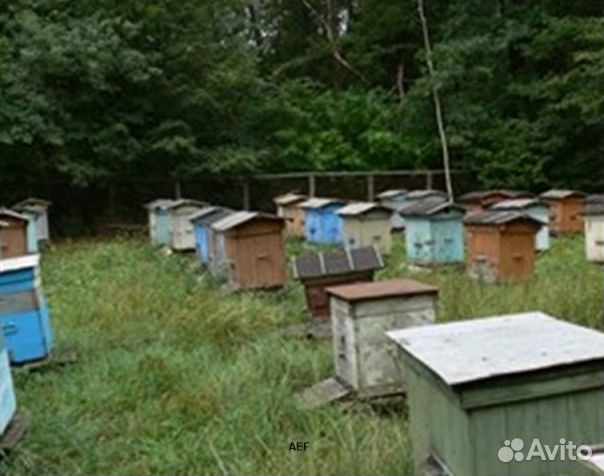 Мед 24 года из Алтая опт