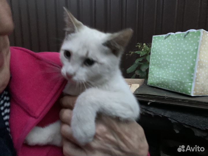 Кошка в дар