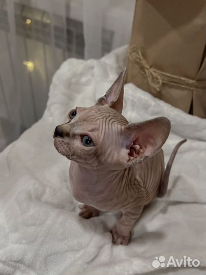 Канадский сфинкс котенок
