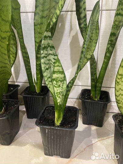 Сансевиерия