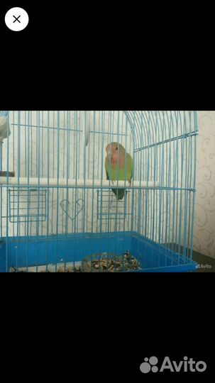 Попугай неразлучники с клеткой