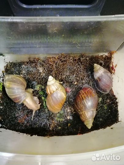 Улитки ахатины