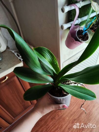 Орхидея фаленопсис Карибская мечта