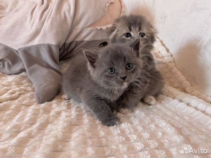 Шотландская вислоухая