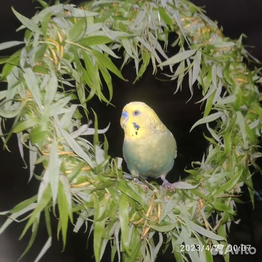 Качели - погрызушки для попугаев и других птиц