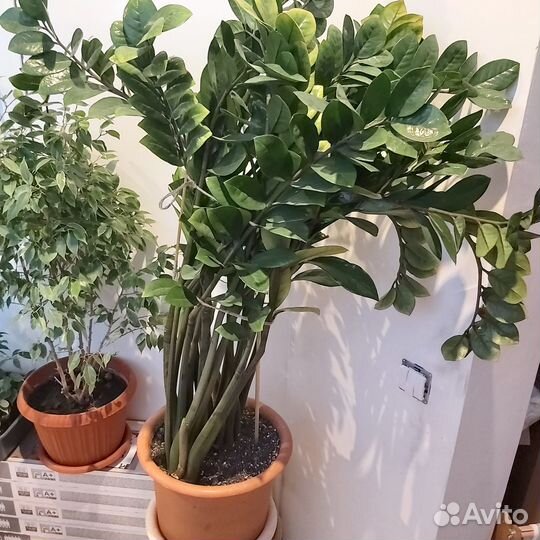 Комнатные цветы