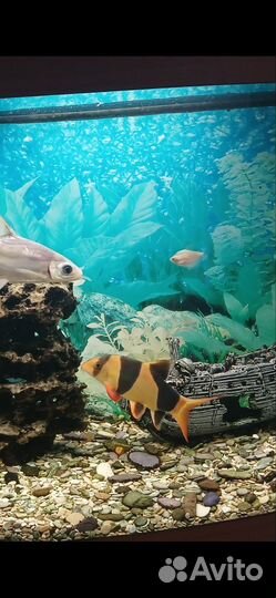 Продам Боция клоун