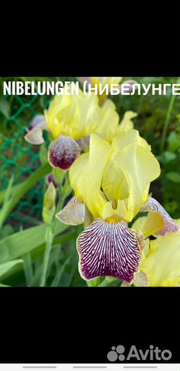 Ирисы бородатые