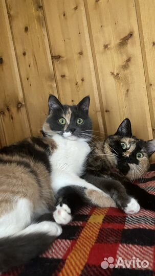 Кошки в добрые руки