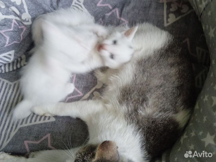 Котята в добрые руки