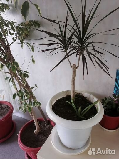 Комнатные растения