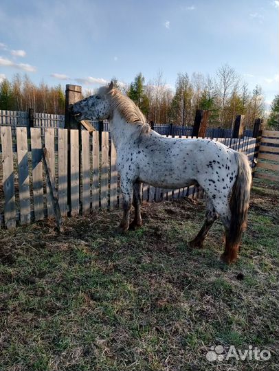 Продам жеребца