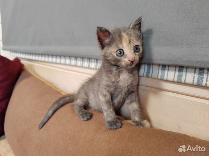 Очень ручной котенок