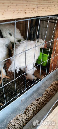 Цыплята суточные несушки