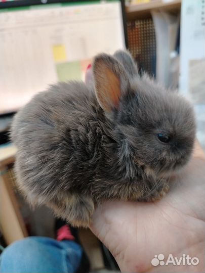 Декоративные кролики мини
