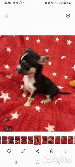 Щенки чихуахуа