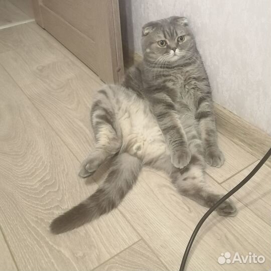 Отдаём котика в добрые руки