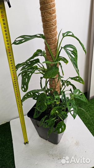 Монстера манки