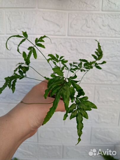 Птерисы 2 вида