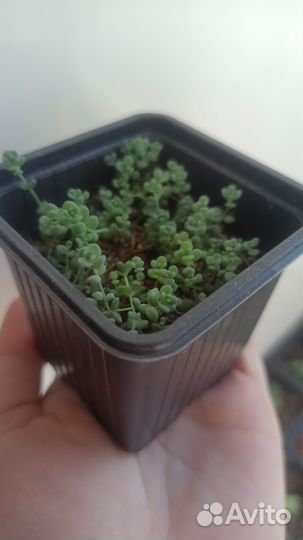 Суккуленты