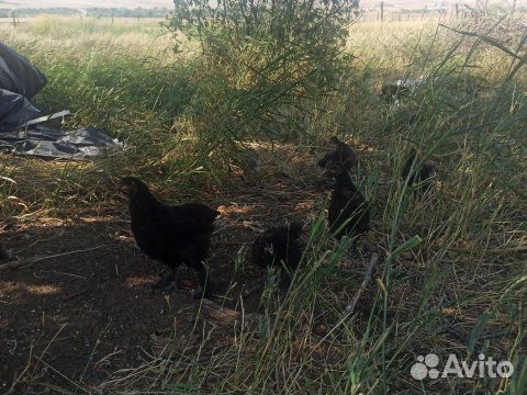 Куры петухи породные