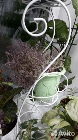 Каллизия розовая пантера