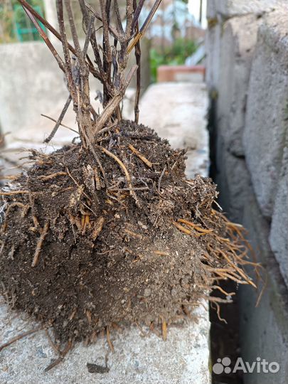 Клематис крупный саженец