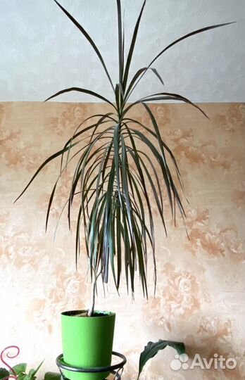 Драцена Маргината