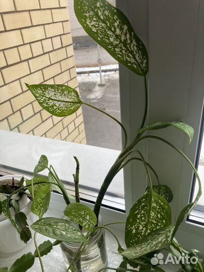 Диффенбахия