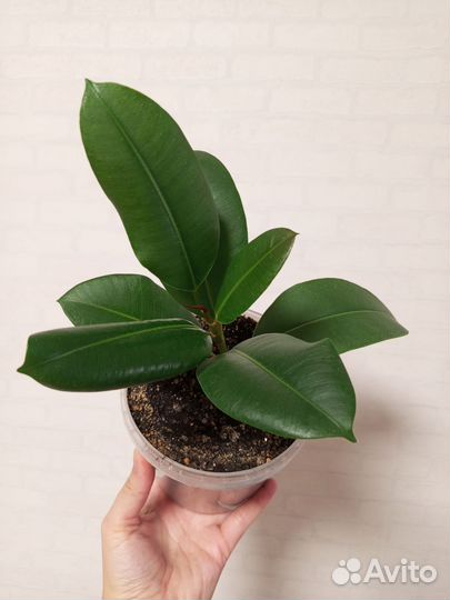 Фикус каучуконосный в 1 л