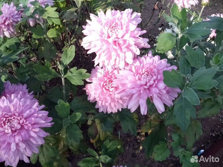 Хризантемы