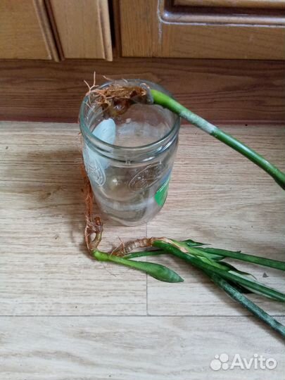 Сансевиерия