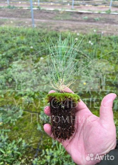 Предзаказ Лиственница Сибирская зкс сеянцы