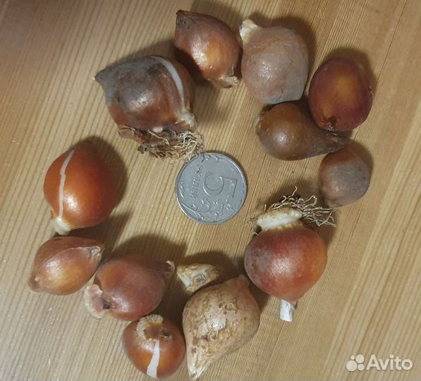 Тюльпаны (детки)