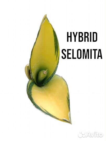 Сансевиерия sansevieria Indonesia