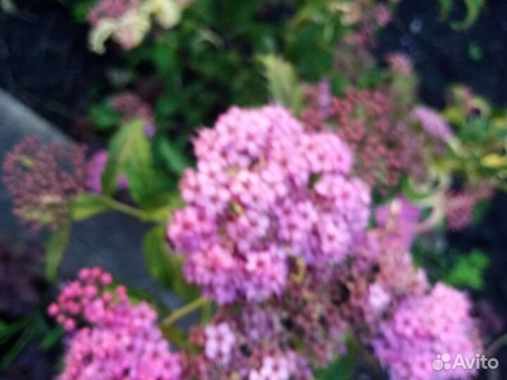 Спирея японская Криспа