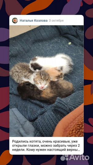 Котятки