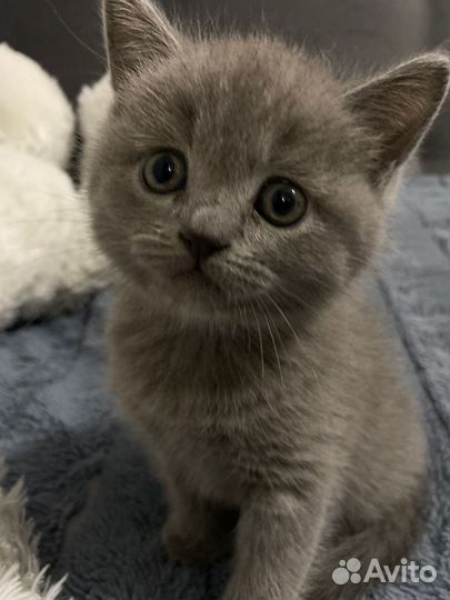 Кошечка вислоухая