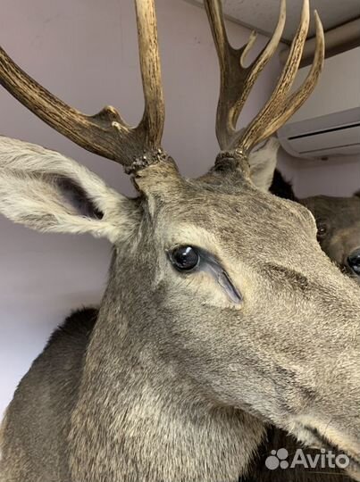 Чучело благородного оленя