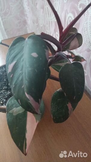 Филодендроны