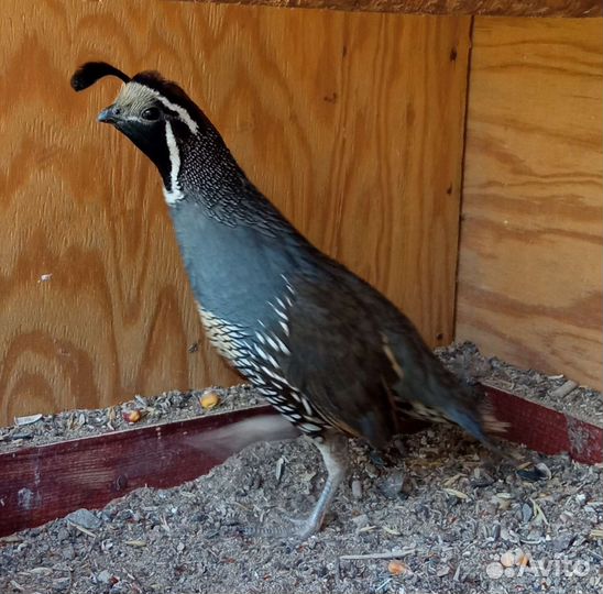 Калифорнийская куропатка