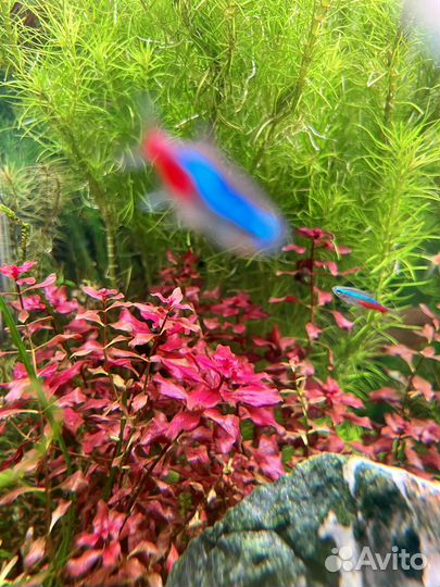 Аквариумеве Растения, Сетка для аквариума