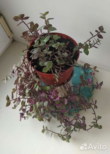 Коллизия