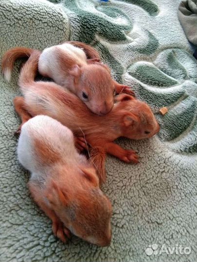 Белка, бельчата ручные