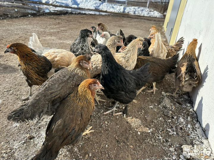 Курочки несушки мясояичные