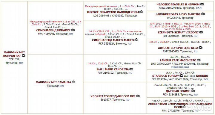 Кобель бигля для вязки