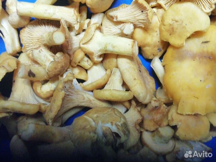 Грибы лисички