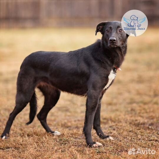 Собака Ночка в добрые руки