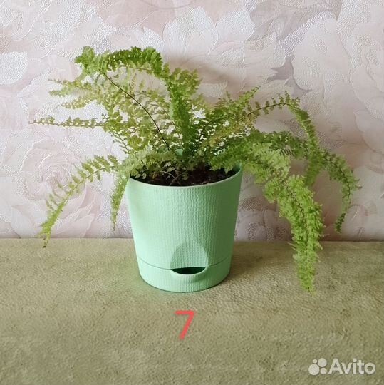 Комнатные растения разные