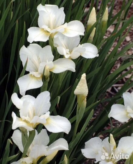 Ирисы бородатые, сибирские, карликовые